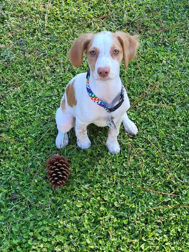 Customer photo review of Evergreen