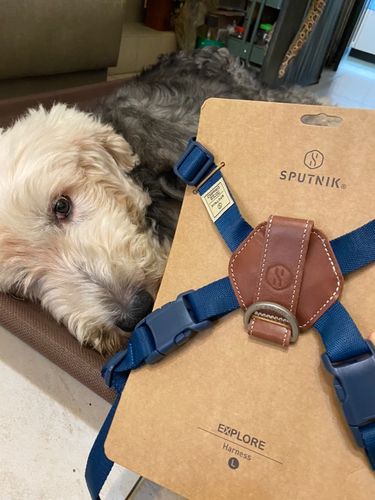 Customer photo review of SPUTNIK EXPLORE 狗狗胸背帶