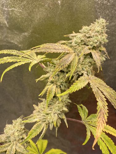 Customer photo review of (SOLD OUT) GMax 300 Dimmable LED Grow Light (LH351H V2) UV/IR