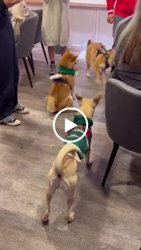 Customer video review of SPUTNIK EXPLORE 狗狗頸圈