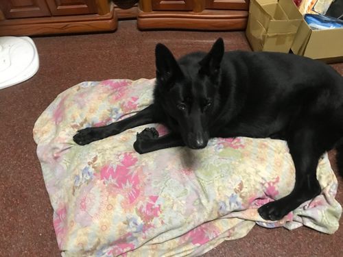 Customer photo review of DOGSONG 北歐風平面寵物睡墊