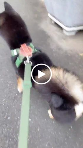 Customer video review of SPUTNIK EXPLORE 狗狗胸背帶