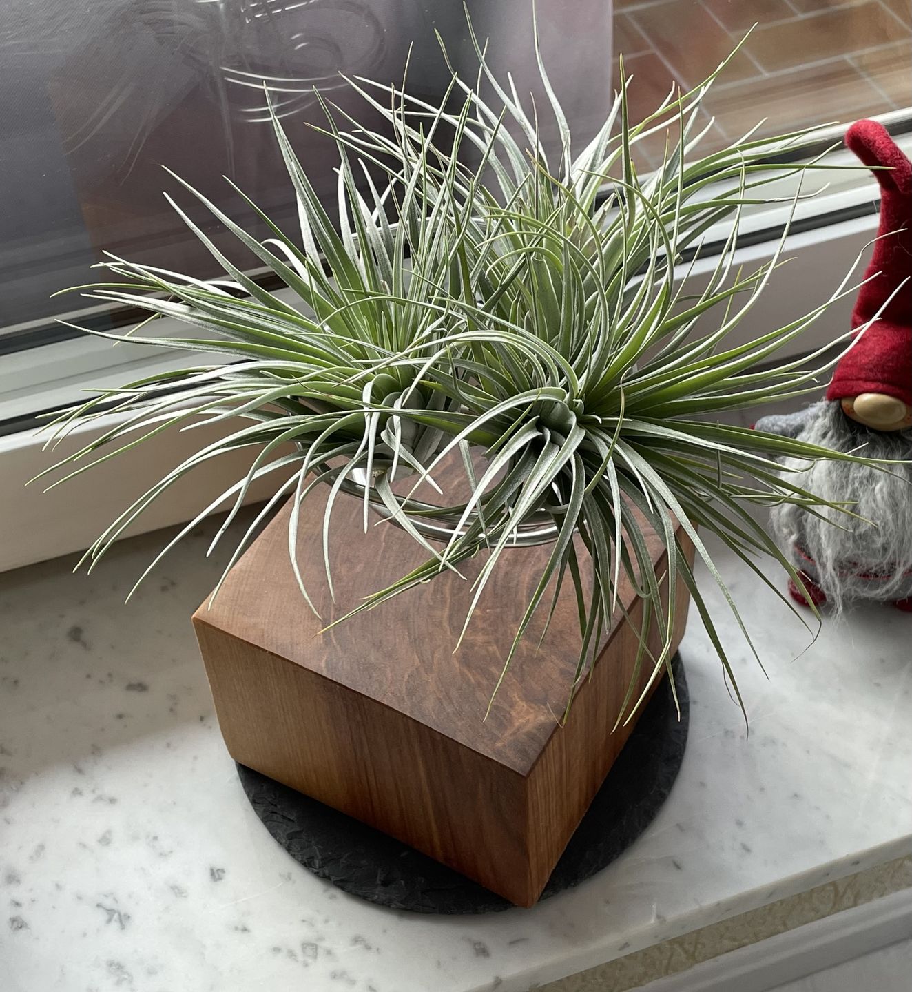 Customer photo review of Tilly Xylo - Gigant