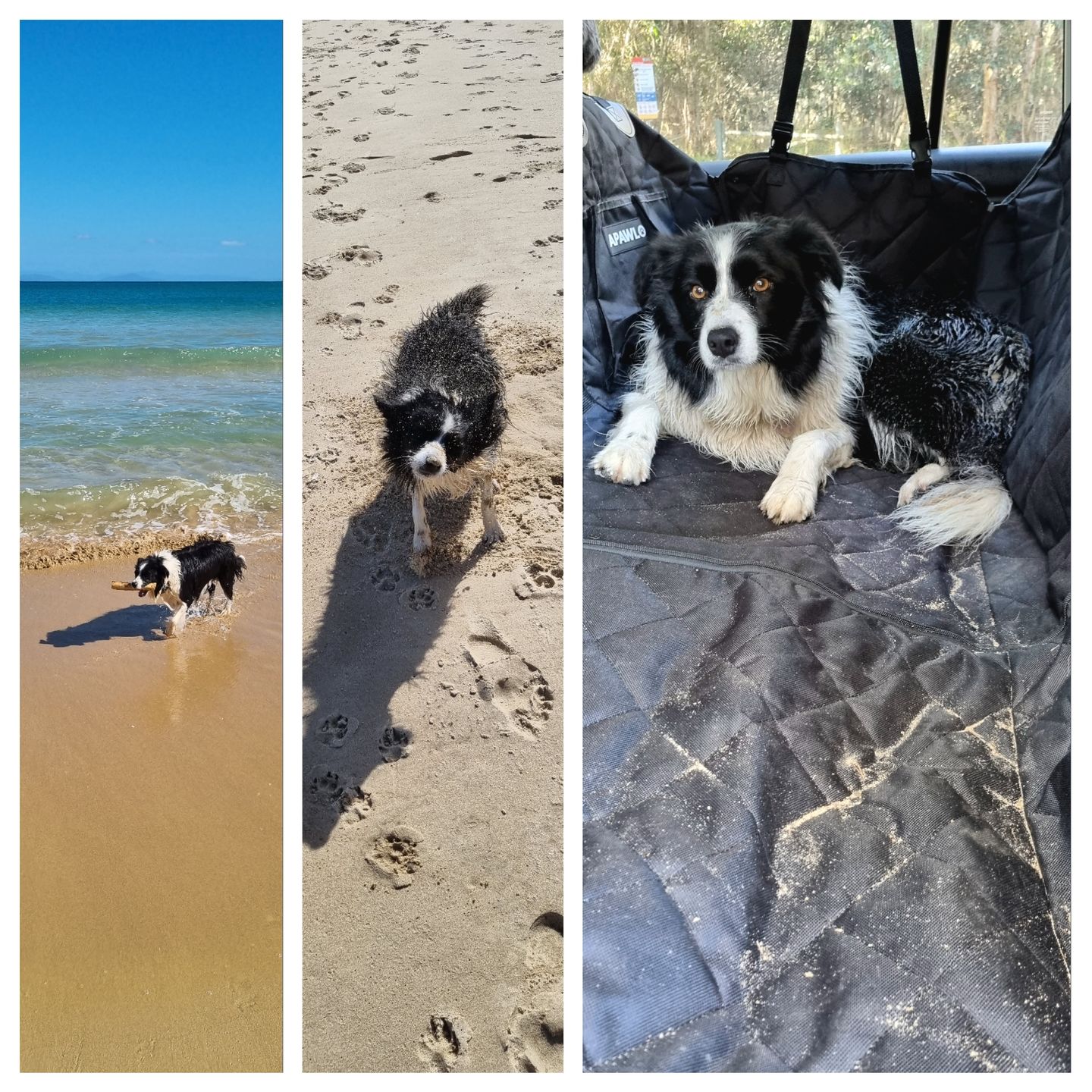 Customer photo review of 4-in-1 Dog Car Seat Cover