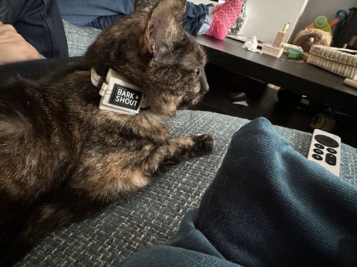 Customer photo review of Cat + Small Dog AirTag Collars (XS-S) - KNDL