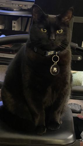 Customer photo review of Black Cat