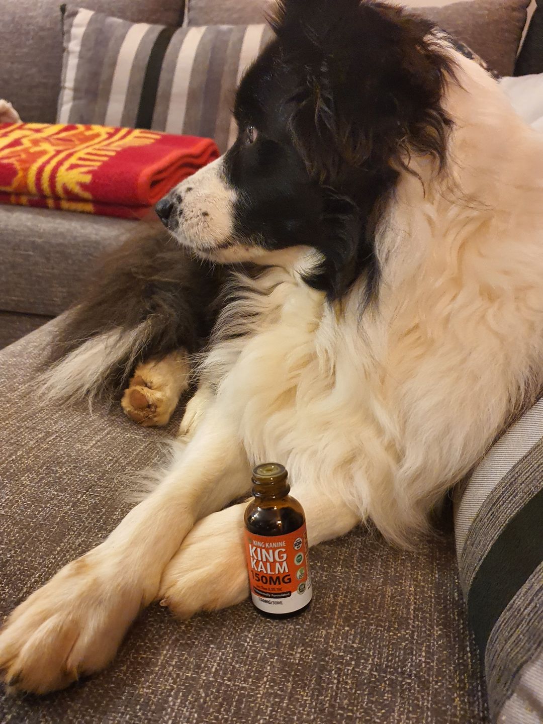 Customer photo review of KING KALM™ CBD 150mg - Medium Size Pet Formula (5mg of CBD per 1ml)