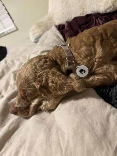 Customer photo review of White