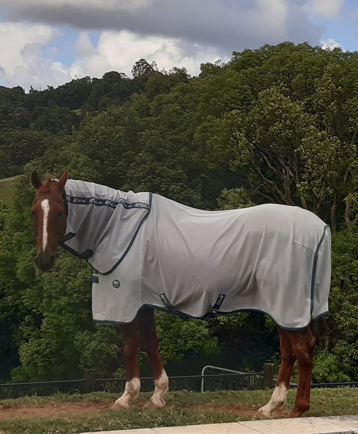 Customer photo review of AmEco Bug Rug