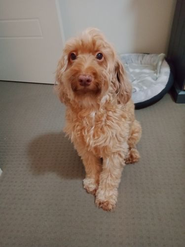 Customer photo review of DoggieBalm COAT Leave-In Spray Conditioner and Detangler. Formulated to moisturize and promote healthy, nourished dog coats