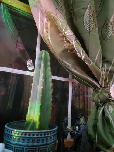 Customer photo review of San Pedro Cactus | Echinopsis pachanoi