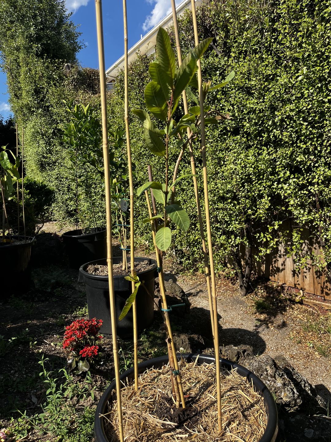 Customer photo review of Thai / Indian Guava