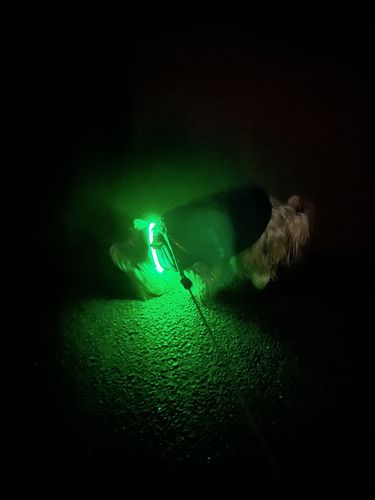 Customer photo review of LED Hunde Leuchthalsband  Grün 20- 70cm Hundehalsband