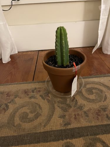 Customer photo review of San Pedro Cactus | Echinopsis pachanoi