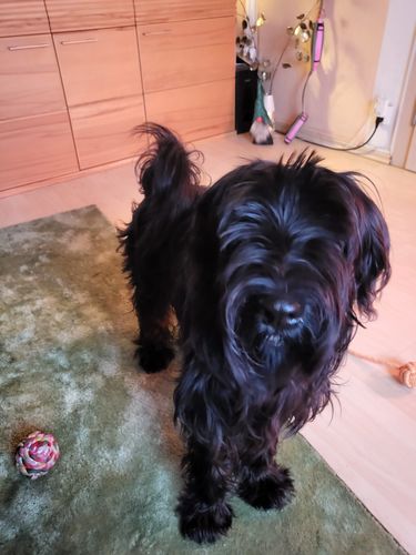 Customer photo review of Lucky Belly