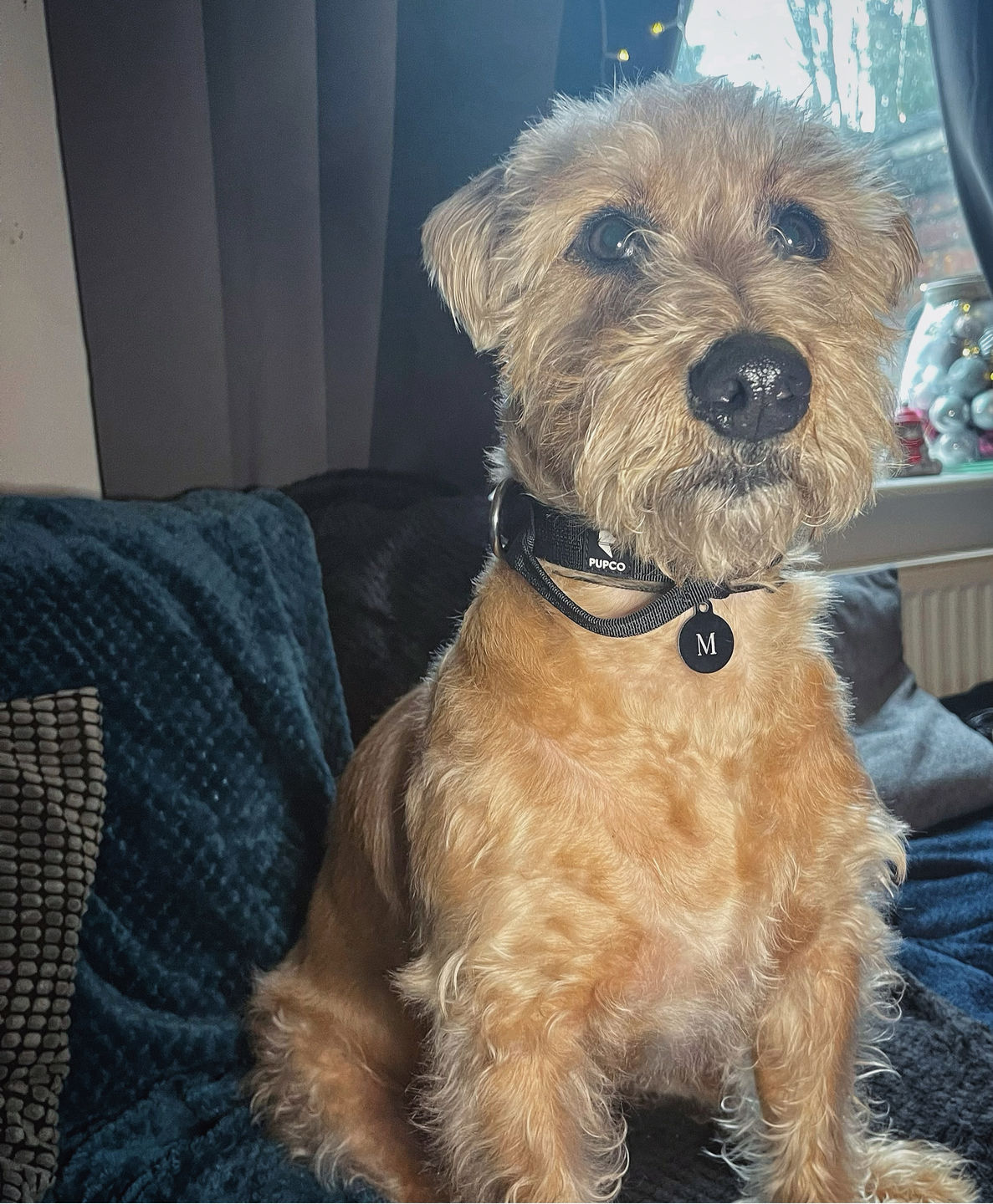 Customer photo review of PUPCO Performance collar - 2.5cm (Smaller breed/Puppy) - Black