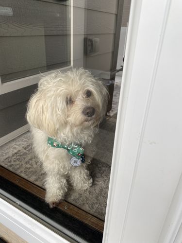 Customer photo review of Just Paws