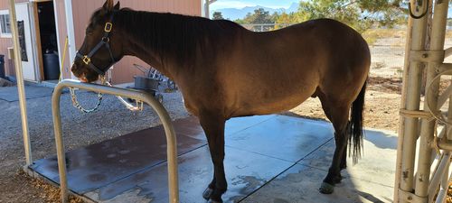 Customer photo review of OptiWize Collagen +Plus Equine 14lbs
