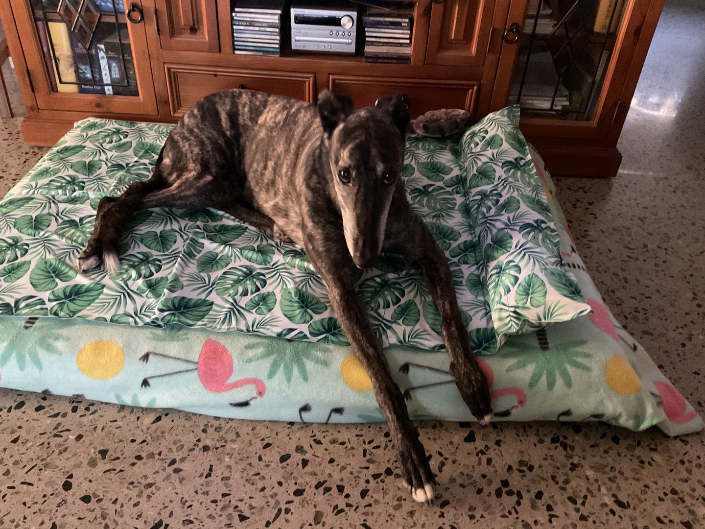 Customer photo review of PaWz Dog Summer Cooling Mat