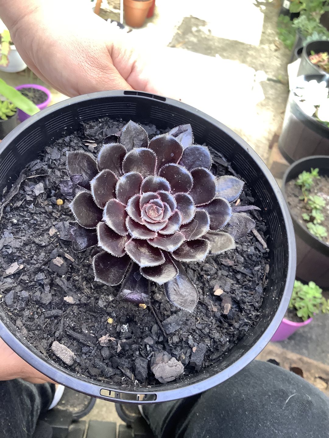Customer photo review of Aeonium ‘Zwartkop’ - Cutting