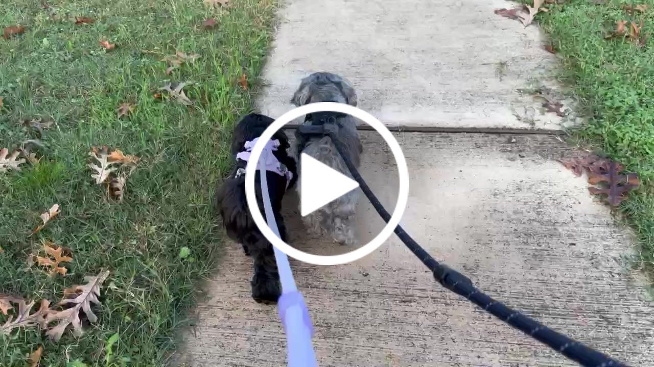 Customer video review of Commuter Harness and Leash Set