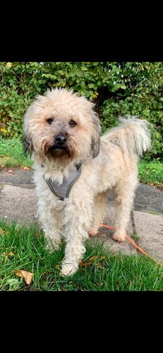 Customer photo review of Lucky Belly