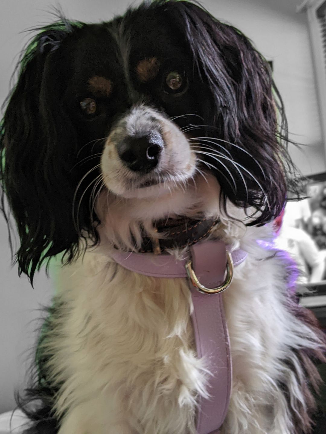 Customer photo review of HARNESS - Lilac