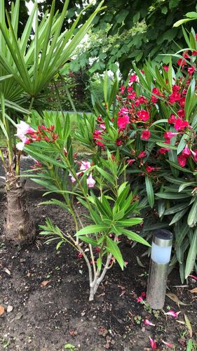 Customer photo review of Nerium oleander Villa romaine 100-140 cm / 7-9 Lt. Topf