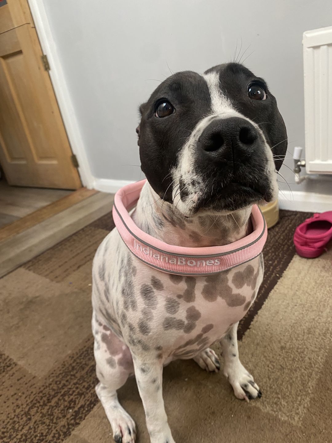 Customer photo review of 5cm Slip on Collar | Soft Padded & Reflective - Pink v2.0