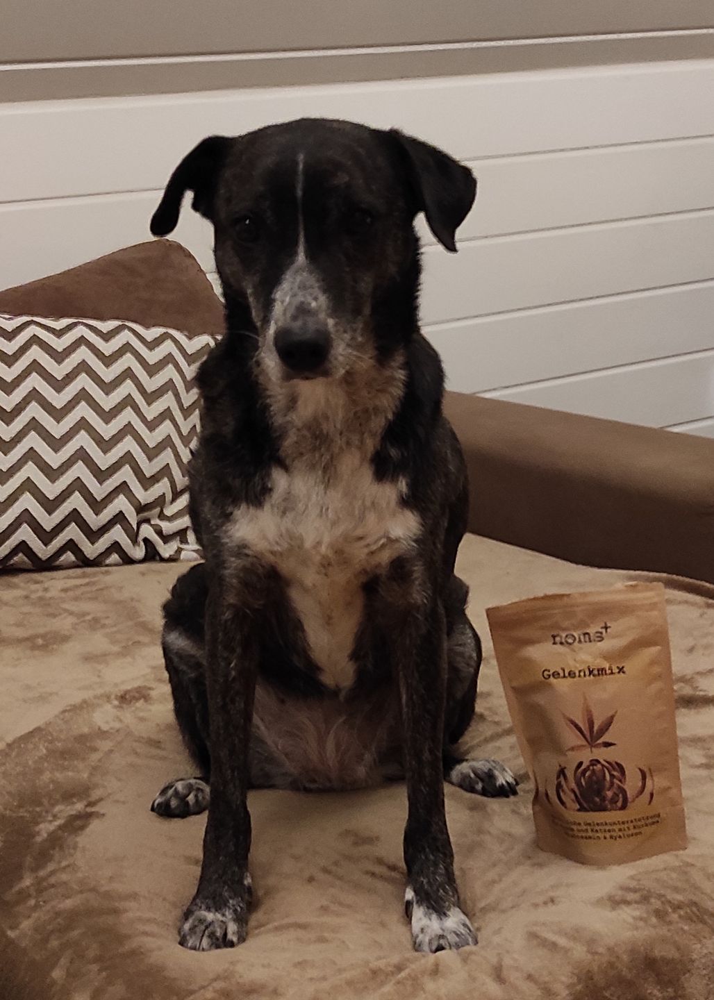 Customer photo review of Gelenkmix für Hunde mit Teufelskralle, Kurkuma & Glucosamin