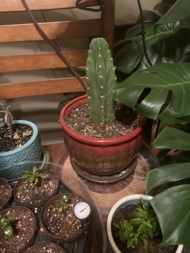 Customer photo review of San Pedro Cactus | Echinopsis pachanoi