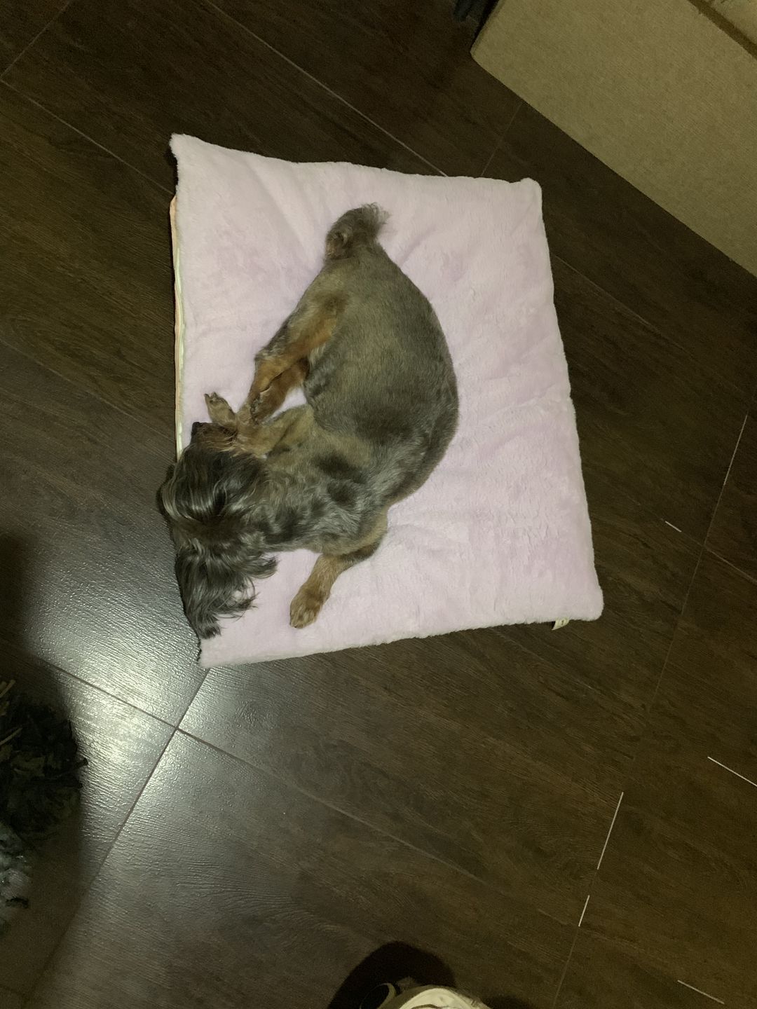 Customer photo review of Sleeping Blanket