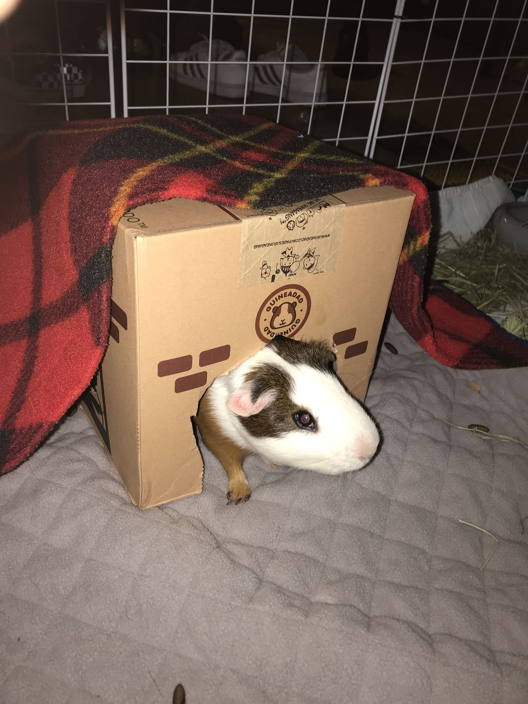 Customer photo review of GuineaDad Liner - Guinea Pig Fleece Liner with Pockets