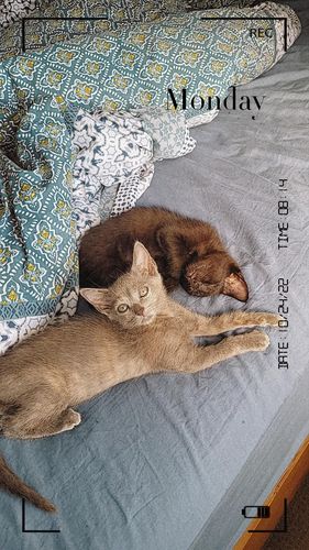 Customer photo review of Makesure Modern Cat Litter Box And Tray