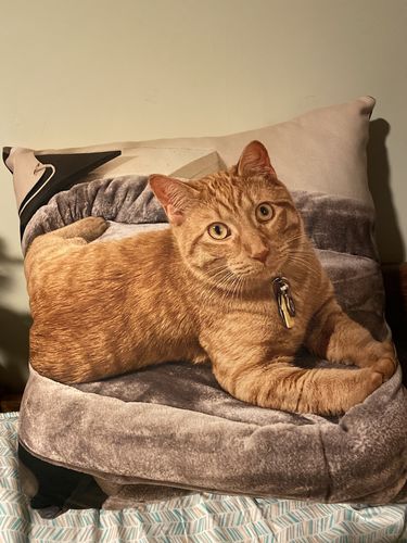 Customer photo review of Create A Custom Cat Pillow