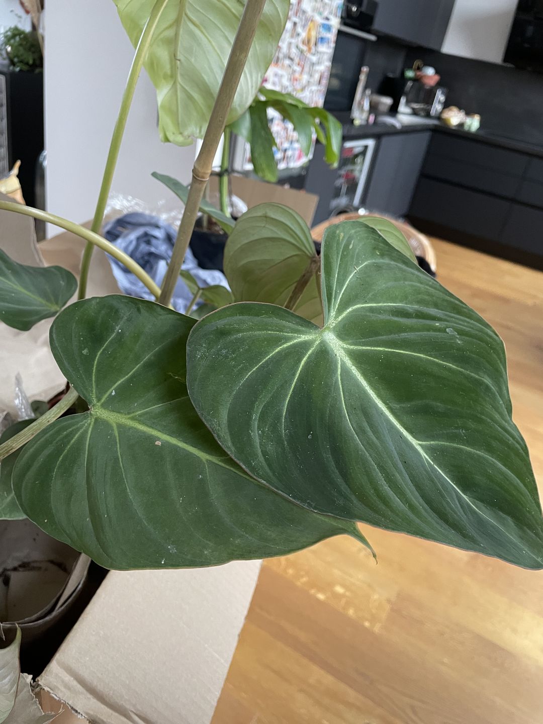 Customer photo review of PHILODENDRON GLORIOSUM