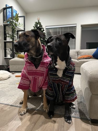 Customer photo review of Playa Poncho - Surprise Color