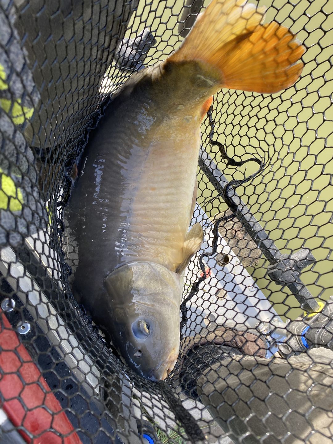 Customer photo review of PRO EXPANDER PELLETS 500g - 4 Opties