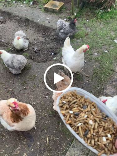 Customer video review of BlackTasty™ Getrocknete Soldatenfliegenlarven