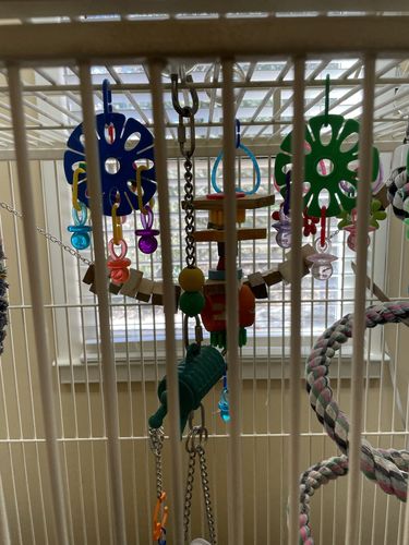 Customer photo review of 51227 Large Ringtail