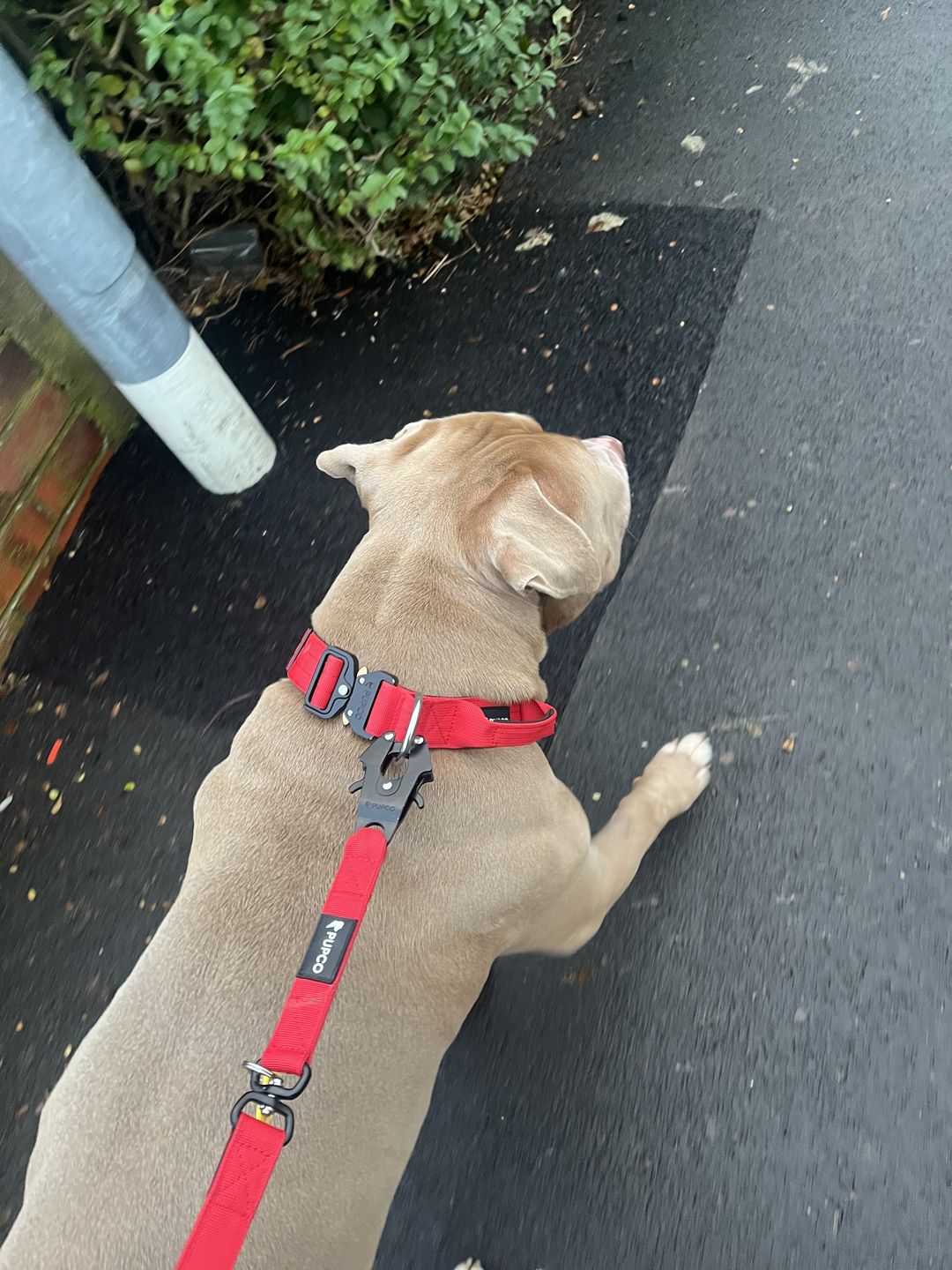 Customer photo review of PUPCO Performance collar with handle 4CM - Red