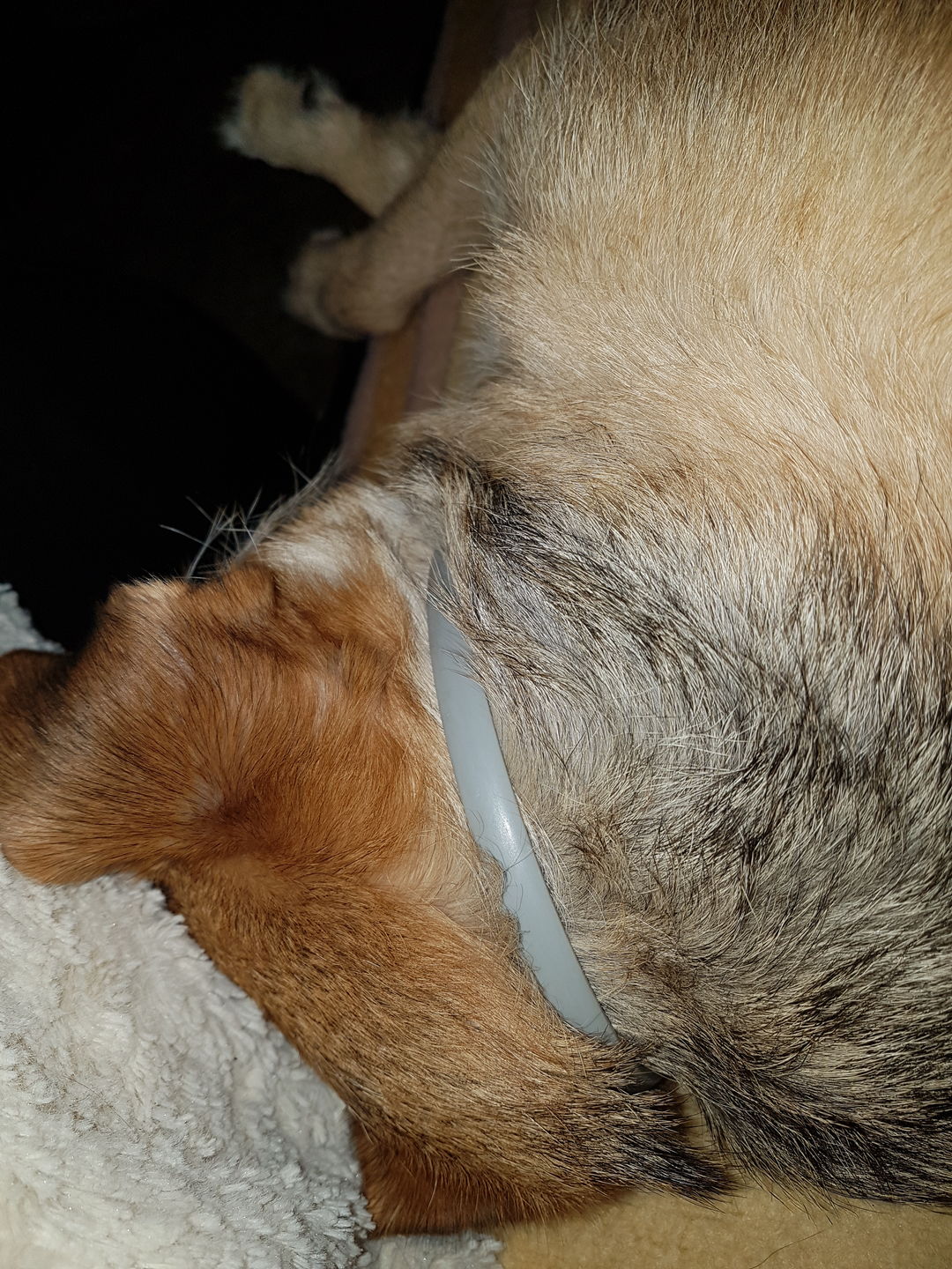 Customer photo review of Emmalove - Floh- und Zeckenhalsband