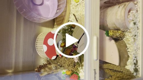Customer video review of Niteangel Vista Hamster Cage W/ Oblique Opening - MDF Aspen Small Animal Cage for Syrian Dwarf Hamsters Degus Mice or Other Similar-Sized Pets