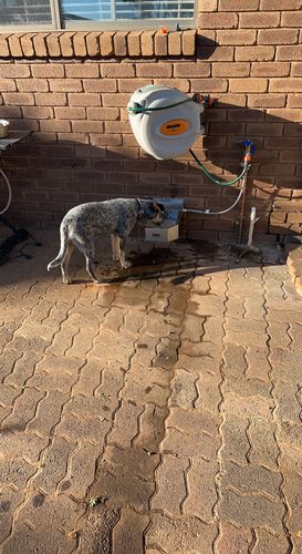 Customer photo review of The Pet Rehydration Station