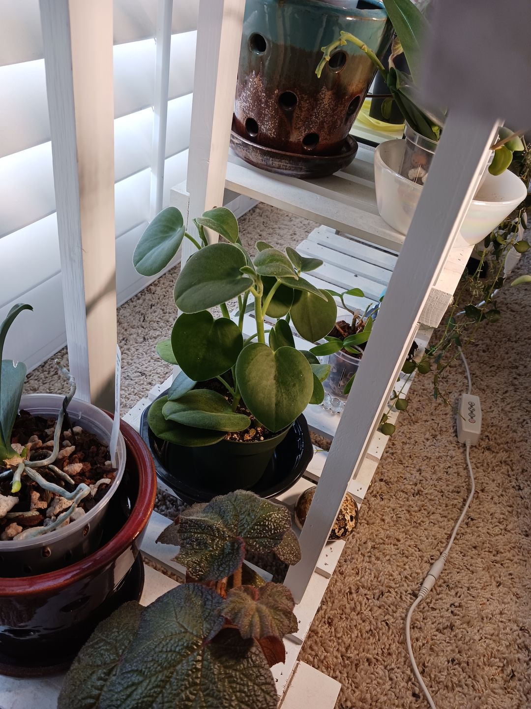 Customer photo review of 4" Peperomia incana