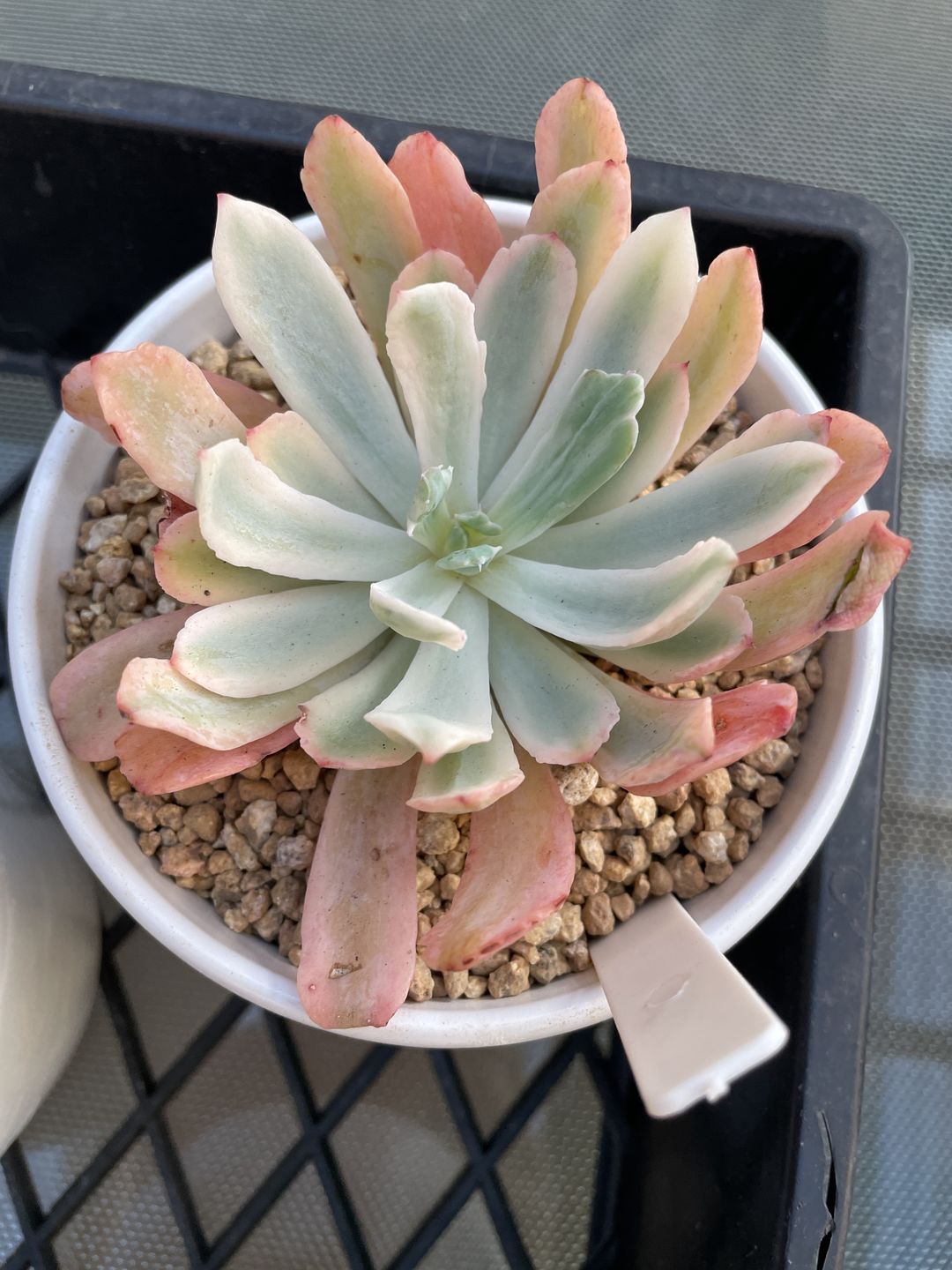 Customer photo review of Echeveria Holwayi Variegated