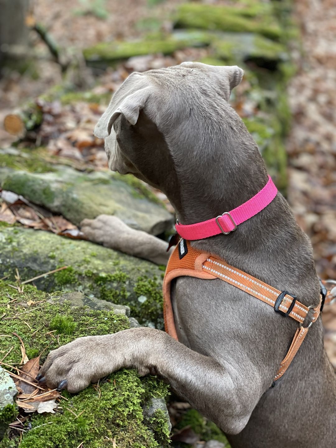 Customer photo review of Memphis Collar