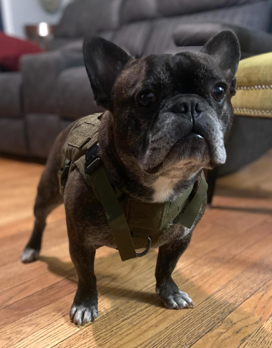 Customer photo review of Tactical No Pull Dog Harness v2