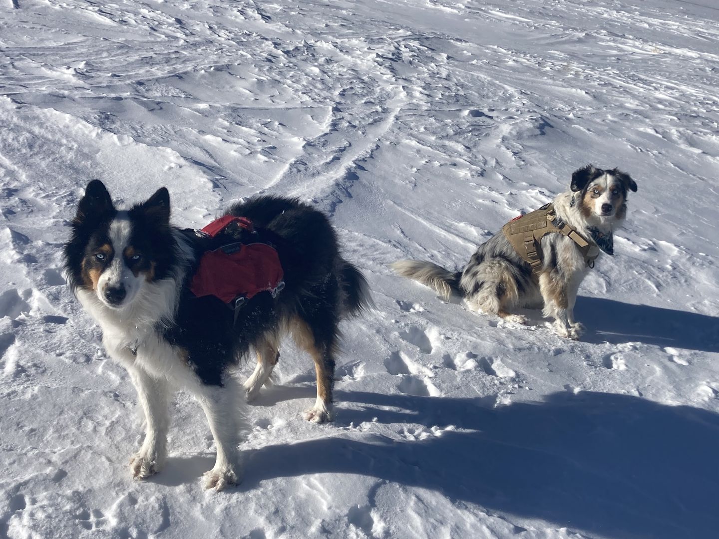 Customer photo review of Tactical No Pull Dog Harness v2