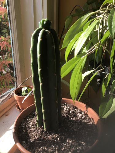 Customer photo review of Imperfect San Pedro Cactus Cuttings | Echinopsis pachanoi Cuttings